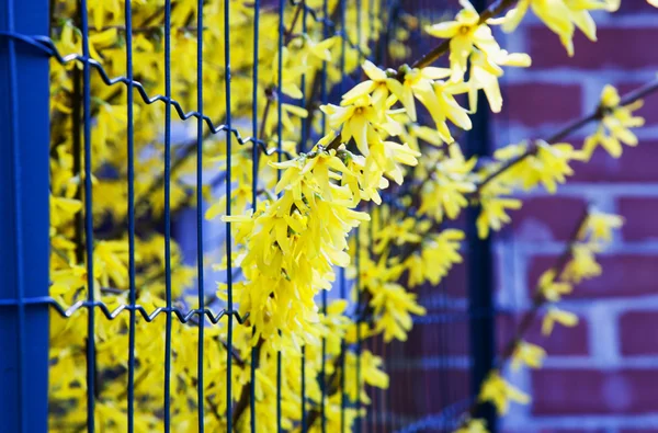 Yellow flowers between fence — Stock Photo, Image