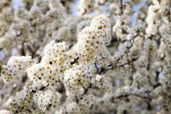 White cherry tree in full bloom — Stock Photo, Image