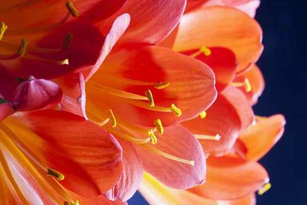 Red orchids in a bunch — Stock Photo, Image