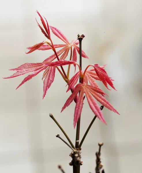 Acer Palmatum en gros plan — Photo