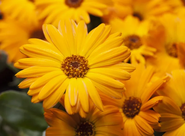 Gerberas amarillas en un montón — Foto de Stock