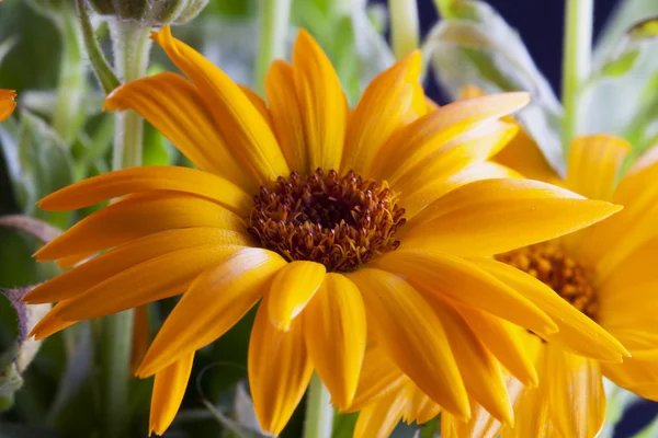 Egy csomó sárga gerbera — Stock Fotó