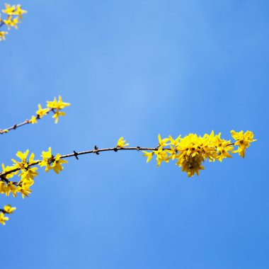 Bir çalı sarı çiçek