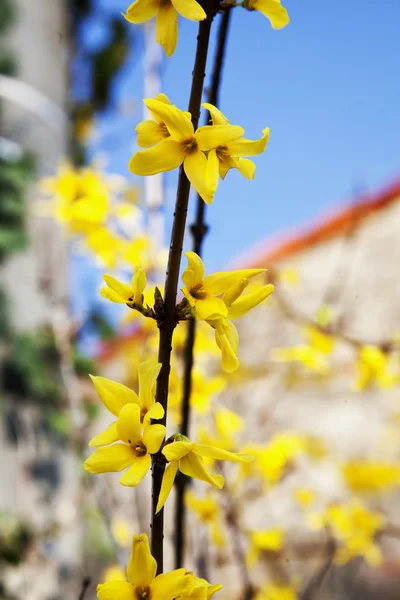 Yellow flowers on a branch — Stock Photo, Image