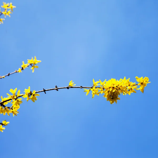 Flores amarelas de um arbusto — Fotografia de Stock