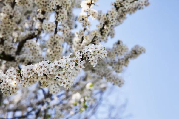 Plné bílé květy třešní — Stock fotografie