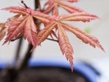 Acer palmatum yaprakları