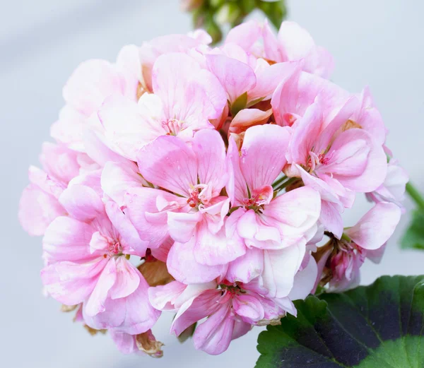 Růžový geranium v zblízka — Stock fotografie