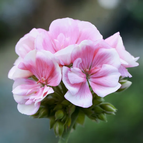 Géranium rose en gros plan — Photo