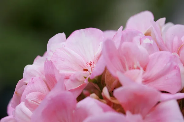 Géranium rose en gros plan — Photo