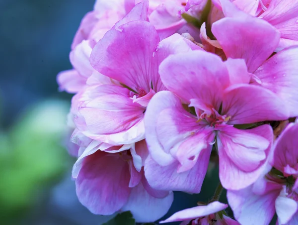 Géranium rose en gros plan — Photo