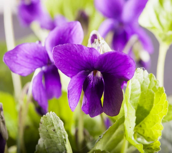 Violet in a bunch — Stock Photo, Image