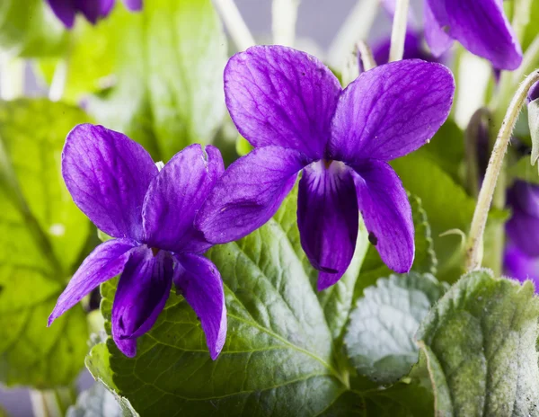 Violetas em um ramo — Fotografia de Stock