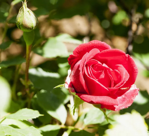 Wild red rose — Stock Photo, Image