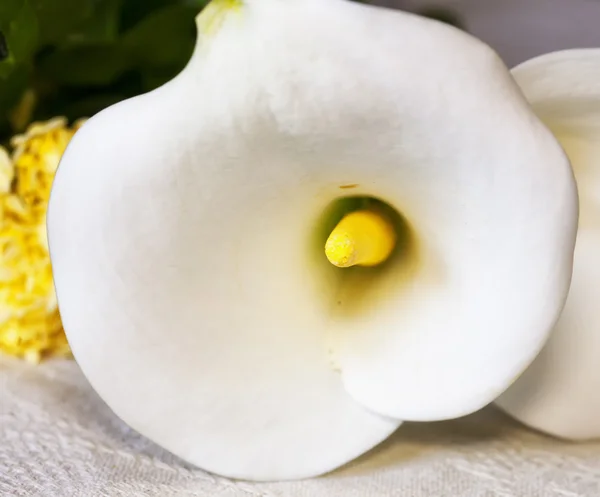 Calla in close up — Stock Photo, Image