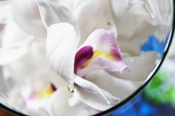 Orquídea em um copo — Fotografia de Stock