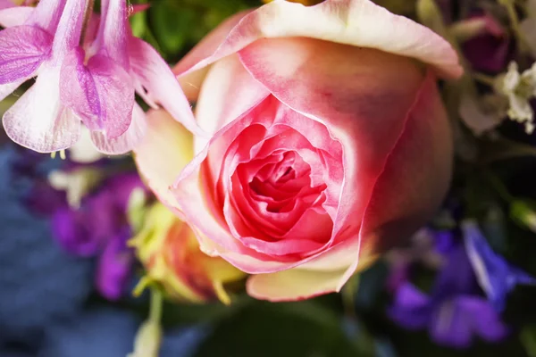 Pink rose in close up — Stock Photo, Image