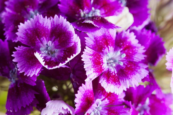 Pink flowers in close up — Stock Photo, Image