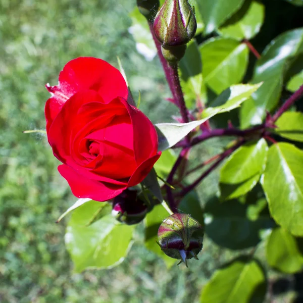 Άγρια κόκκινο τριαντάφυλλο — Φωτογραφία Αρχείου
