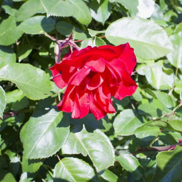 Divoká růže — Stock fotografie
