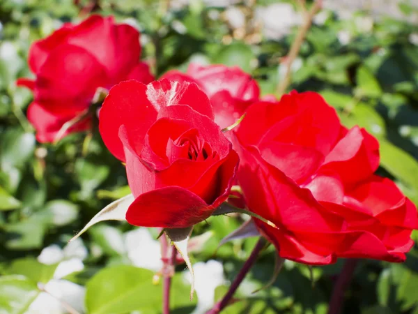 Wild red roses — Stock Photo, Image