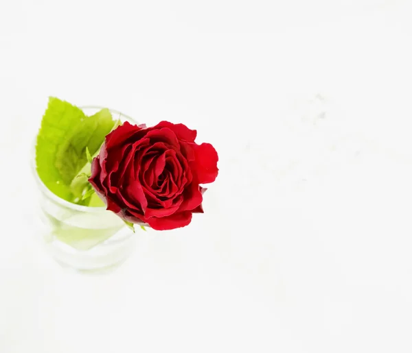 Rosa vermelha em um copo — Fotografia de Stock