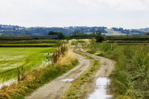 Straße zwischen Reisfeldern — Stockfoto
