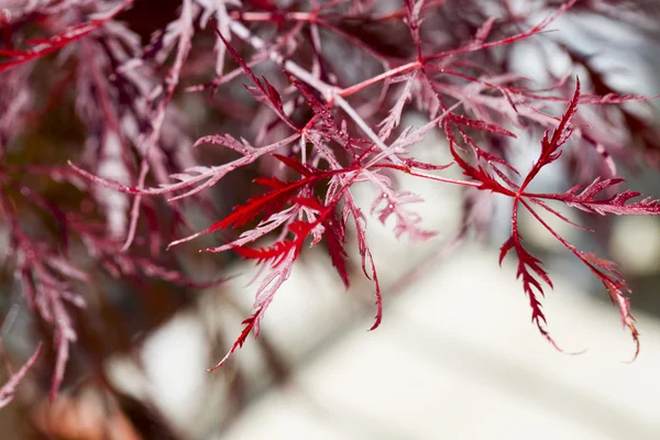 Red leaves of acer — Stock Photo, Image