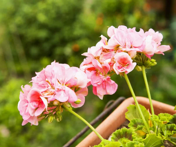 Géranium rose dans un vase — Photo