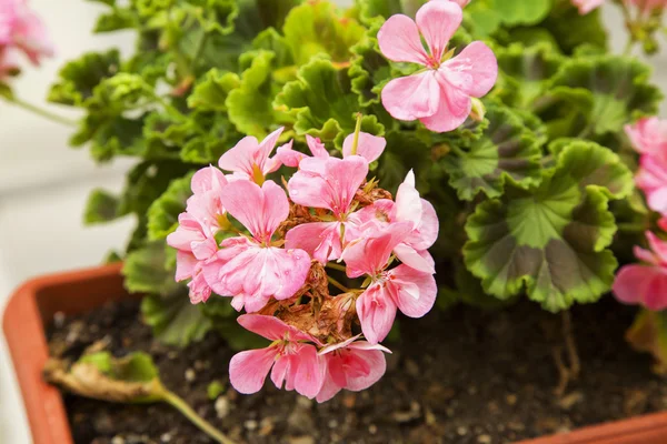 Růžová pelargonie ve váze — Stock fotografie