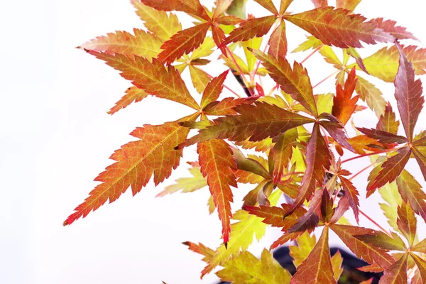 Foglie di Acer palmatum — Foto Stock