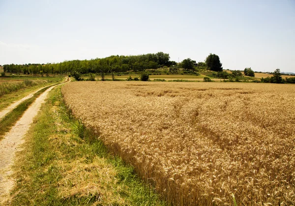 Campo de trigo con carretera en el lado izquierdo —  Fotos de Stock