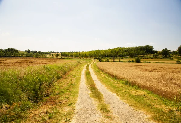 Road in the fields — Stock Photo, Image