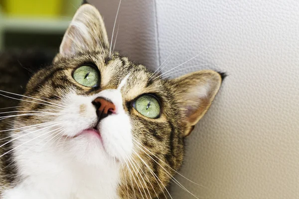 緑色の目をした猫 — ストック写真