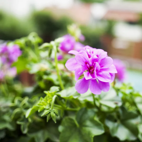 Rosafarbene Geranien im Garten — Stockfoto