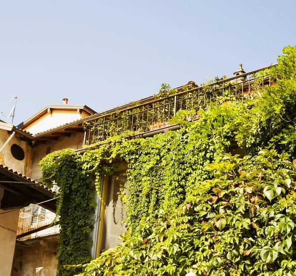 Efeu erfüllte Fenster des Hauses — Stockfoto