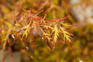 Acer palmatum yaprakları