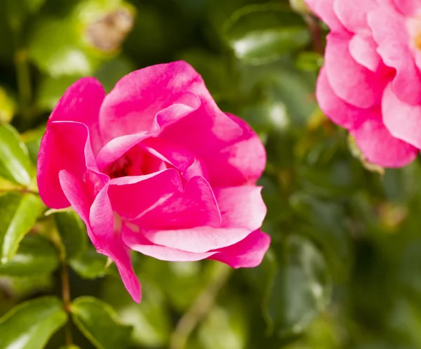 Růžové divoká růže — Stock fotografie