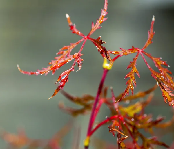 Acer palmatum liści — Zdjęcie stockowe