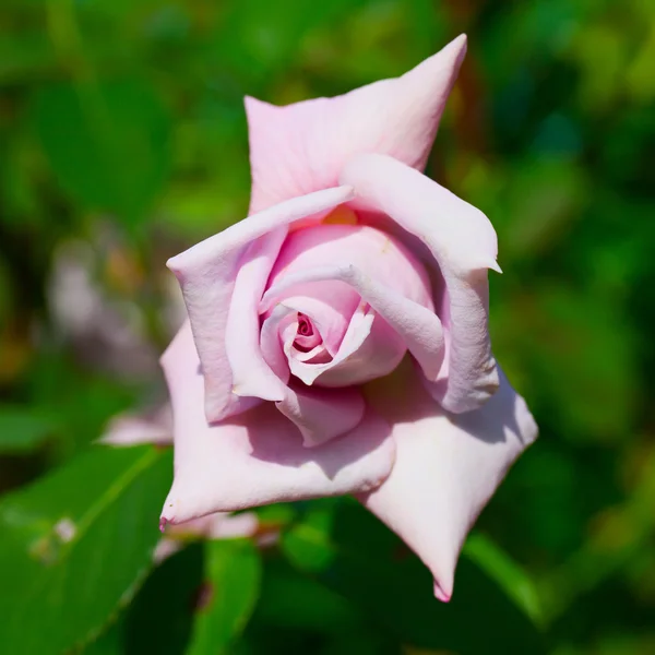 Rosa Rose — Stockfoto