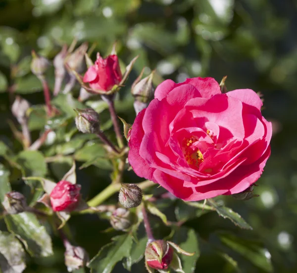 Wld rose — Stock Photo, Image