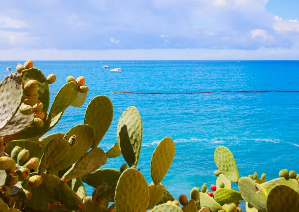 Cactus and sea — Stock Photo, Image