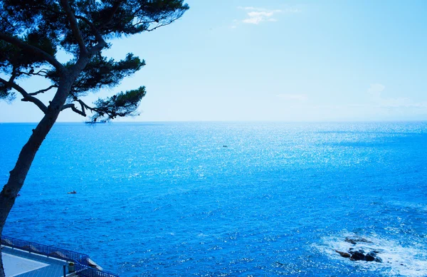 Havet och träd — Stockfoto