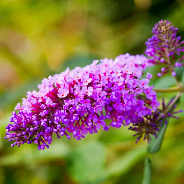 Butterlfy Bush — Stock Photo, Image