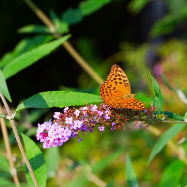 Boloria bellona