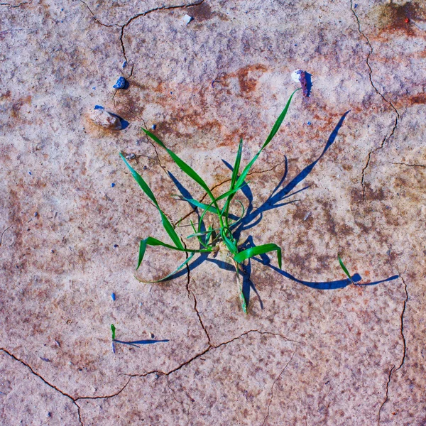 Grass from desert — Stock Photo, Image