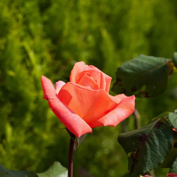 Orange Rose — Stockfoto