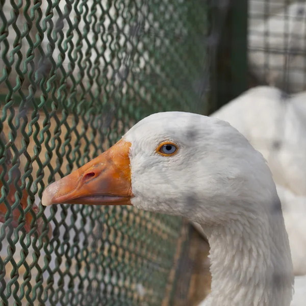 Pato-de-olhos-azuis — Fotografia de Stock