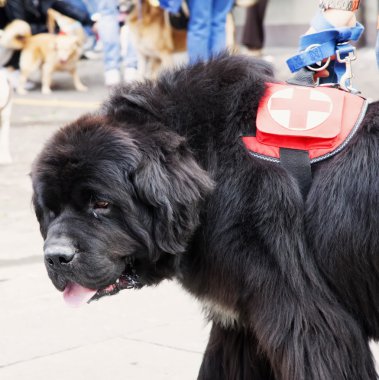 kurtarma köpeği