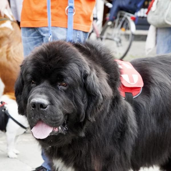 Rescue dog — Stock Photo, Image